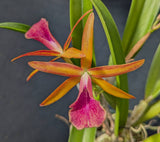 Blc. Playa Cape Cod (4"p) <br> Bc. Carnival Kids 'Green Gem' x Lc. Gold Digger 'Fuchs Mandarin' (4" p)
