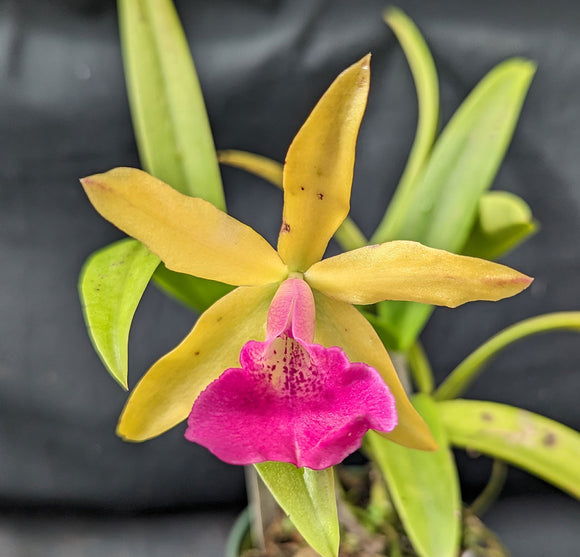 Blc. Playa Cape Cod <br> Bc. Carnival Kids 'Green Gem' x Lc. Gold Digger 'Fuchs Mandarin' (4