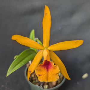 Blc. Playa Clearwater(2"p)<br>Bc. Carnival Kids 'Green Gem' x Lc. Copper Queen 'El Hatillo'