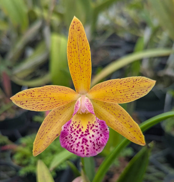Blc. Playa Clearwater (4