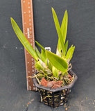 Laelia aurea x self  (4"b)