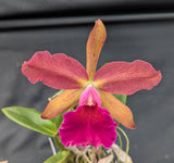 Pot. Graf's Triangulo (4"p)<br>(Pot. Susan Fender 'Cinnamon Stick' x Lc. Massangeana)