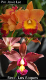 Rlc. Graf's Magia <br> Pot. Jessie Lee x Recc. Los Roques (4"p)