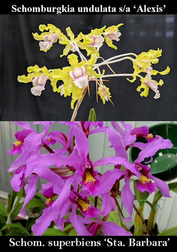 Schomburgkia Kalihi (m)<br>(Schom. undulata s/a 'Alexis' x Sch. superbiens 'Oscura')