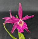 Copy Of Cattleya Lueddemanniana Coerulea 99951 X 010599 Flask