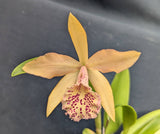 Blc. Playa Old Orchard (2" p)<br> (Blc. Booth Lee 'Venice' x Blc. Copper Queen)