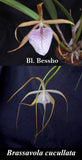 Bl. Graf's Besitos  (m)<br>Brassolaelia Bessho x Brassavola cucullata