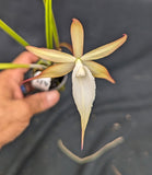 Bl. Graf's Besitos  (m)<br>Brassolaelia Bessho x Brassavola cucullata