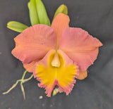 Rlc. Ratina's Sol <br> Pot. William Farrell x Pot. Jessie Lee (4"p)