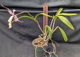 Brassocattleya Playa Cayo Aleman (4"p) <br> (Blc. Glorious May x C. Brabantiae)