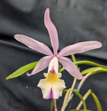 Brassocattleya Playa Cayo Aleman (4"p) <br> (Blc. Glorious May x C. Brabantiae)
