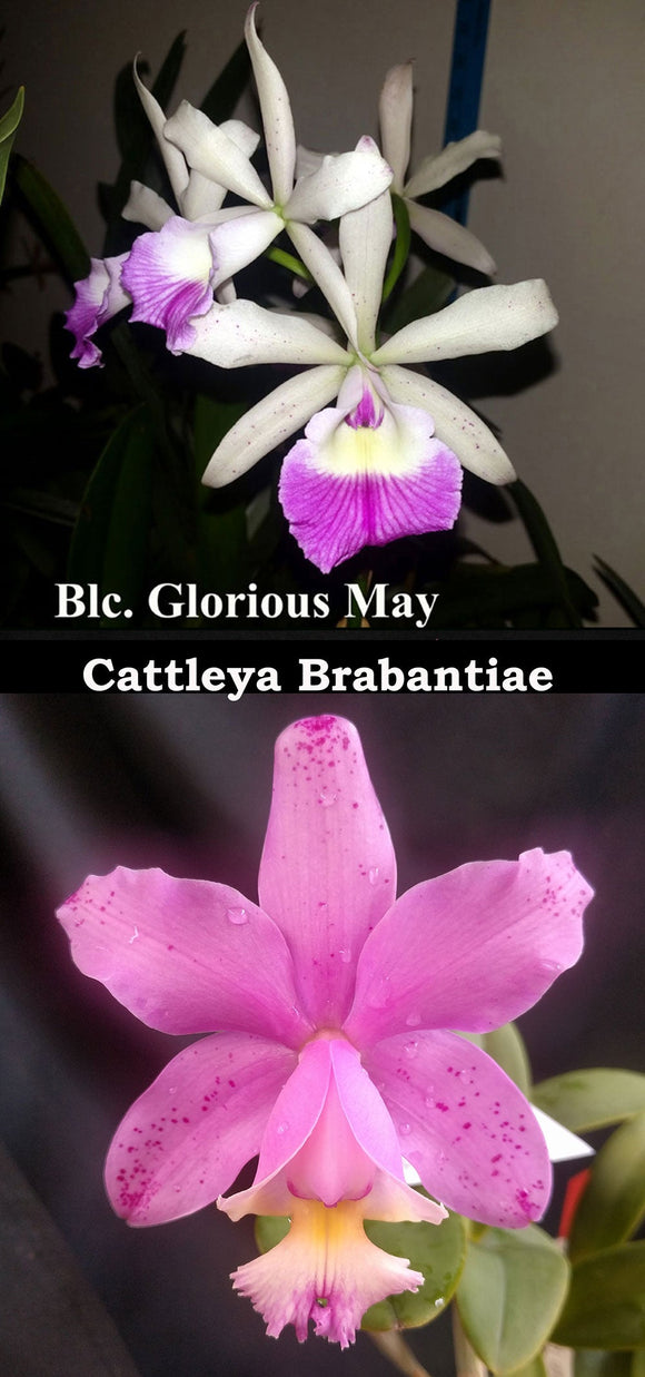 Blc. Glorious May x C. Brabantiae (4