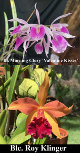 Rby. Playa Venice <br> Bl. Morning Glory x Blc. Roy Klinger (4"p)