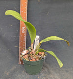 Recchara Graf's Familia (4"p) <br> (Lc. Koolau Seaguls x Rchg. Yaritza Rodriguez Rivera)