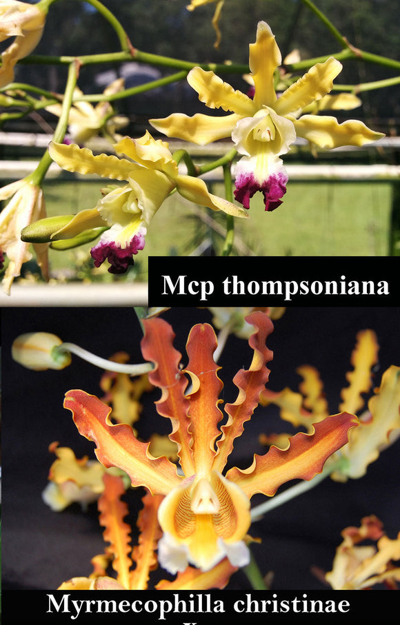 Mcp. Chrisrafi <br> Mcp. thompsoniana  x Mcp. christinae 'Sweet Fragrance' (m)