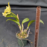 Rlc. Ratina's Paraiso (4"p)<br> (Blc. Galleguita del Paraiso x Blc. Young Kong 'Sun#16')