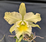 Rlc. Ratina's Paraiso (4"p)<br> (Blc. Galleguita del Paraiso x Blc. Young Kong 'Sun#16')