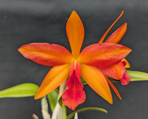 Blc. Graf's Solcito <br> (Blc. Graf's Goldfire) x Lc. Trick or Treat (4