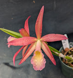 Chz. Playa Delray <br> Rth. Graf's Salmon x B. Little Stars (2" p)