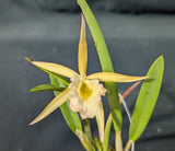 Chz. Playa Delray <br> Rth. Graf's Salmon x B. Little Stars (2" p)