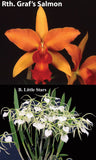 Chz. Playa Delray <br> Rth. Graf's Salmon x B. Little Stars (4" p)