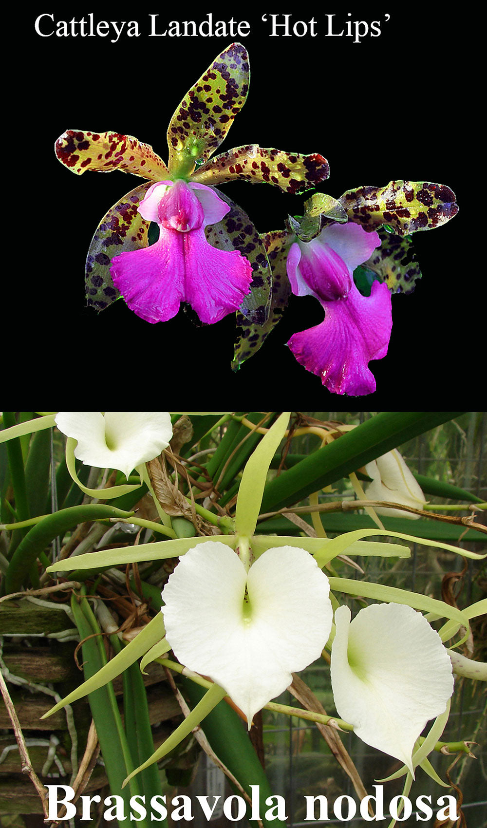 C. Landate 'Hot Lips' x B. nodosa 'Diciembre' (4