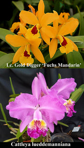 Lc. Gold Digger 'Fuchs Mandarin' x C. lueddemanniana (2"p)