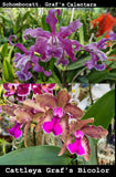 C. Graf's Bicolor x Schombocatt. Graf's Calentera (Flask)