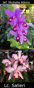 Jkf. Michelle Atkins x Lc. Sallieri (2")