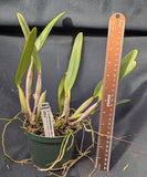 Cattleya lueddemanniana concolor x self (5"p)