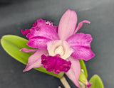 Blc Hawaian Rustic 'Pauwela Mango' (5"p)
