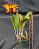 Blc. Toshie Aoki 'Exotic Orchids' (5"p)