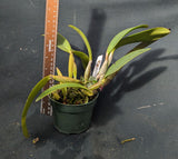 Cattleya lueddemanniana Rubra (4"p) <br> ('Canaima's Panita x 'Maracay')