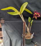 Cattlianthe Cherry Cordial (6"p) <br> Cattlianthe Golden Wax x C. Jalapa