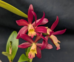 Cattlianthe Cherry Cordial (6"p) <br> Cattlianthe Golden Wax x C. Jalapa
