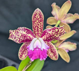 Cattleya Day Tripper (6"p) <br> C. (Tripp Johnson x Penny Kuroda)