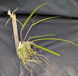 Bc. Playa Cucu (m)<br>(Brassavola appendiculata x Bc. Playa Patilla)