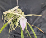 Bc. Playa Cucu (m)<br>(Brassavola appendiculata x Bc. Playa Patilla)