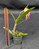 Brassocattleya Kosh Wallis (4"p) <br> (C. Caudebec x B. Little Stars)