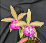 Brassocattleya Kosh Wallis (4"p) <br> (C. Caudebec x B. Little Stars)