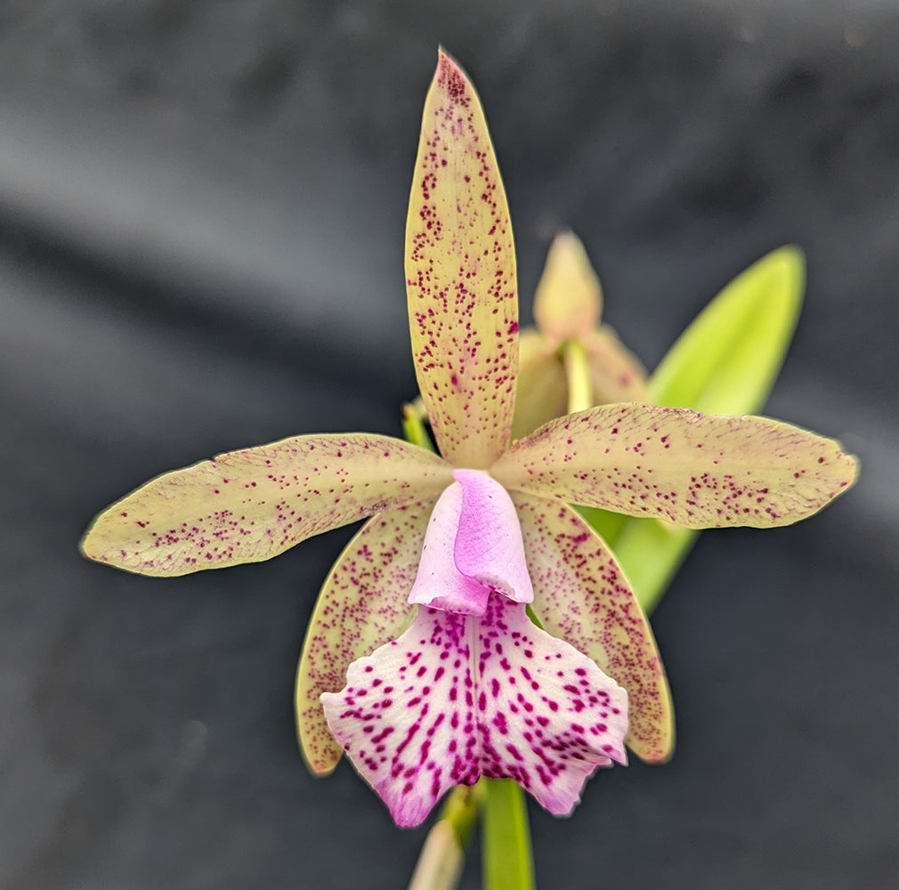 Orchid Hybrids – Tagged 