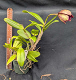 C. Graf's Inspiracion (4"p) <br> C. (Caudebec x Landate)