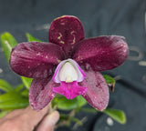 C. Graf's Inspiracion (4"p) <br> C. (Caudebec x Landate)