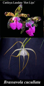 C. Landate 'Hot LIps' x B. cucullata (2")