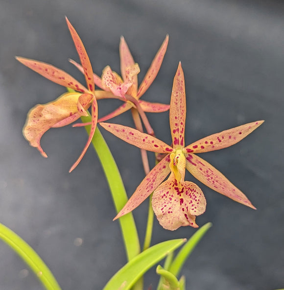 Blc. Golden Spice 'Red Pepper' x B. cordata (4