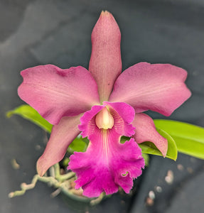 Lc. Princesita Luna <br> Lc. Royal Emperor 'Wade' x C. Landate 'Hot Lips'  (4" p)