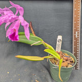 Cattleya jenmanii tipo  (4" p)