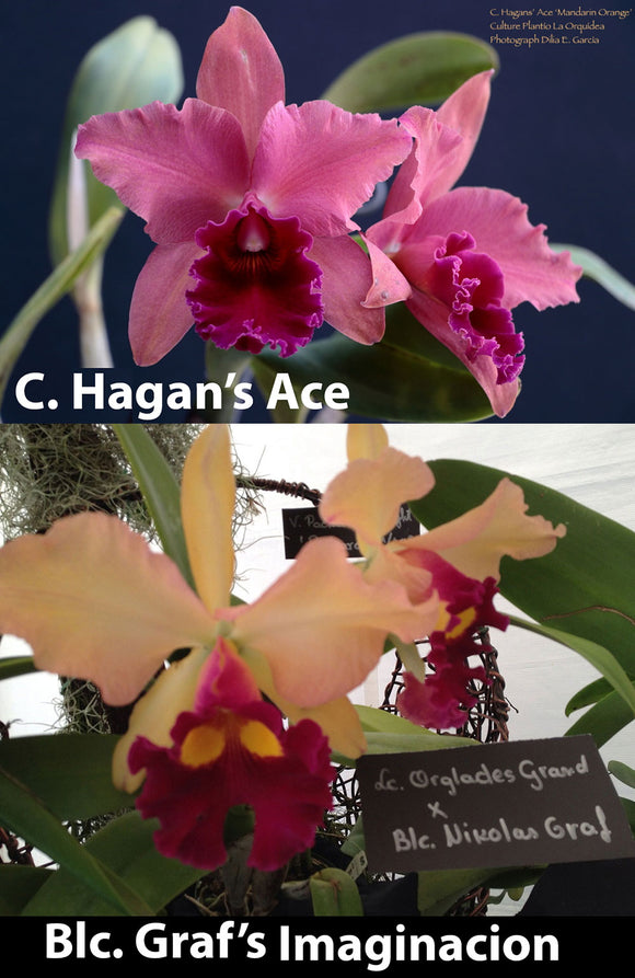 Blc. Hagan's Ace x Blc. Graf's Imaginacion (2