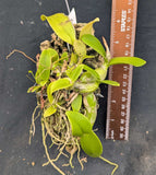 Myrmecophila  albopurpurea (m)