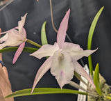 Chz. Elaine's Florida Snow Angel XOXO (mounted) <br> (C Empress Worsley x B David Sander)